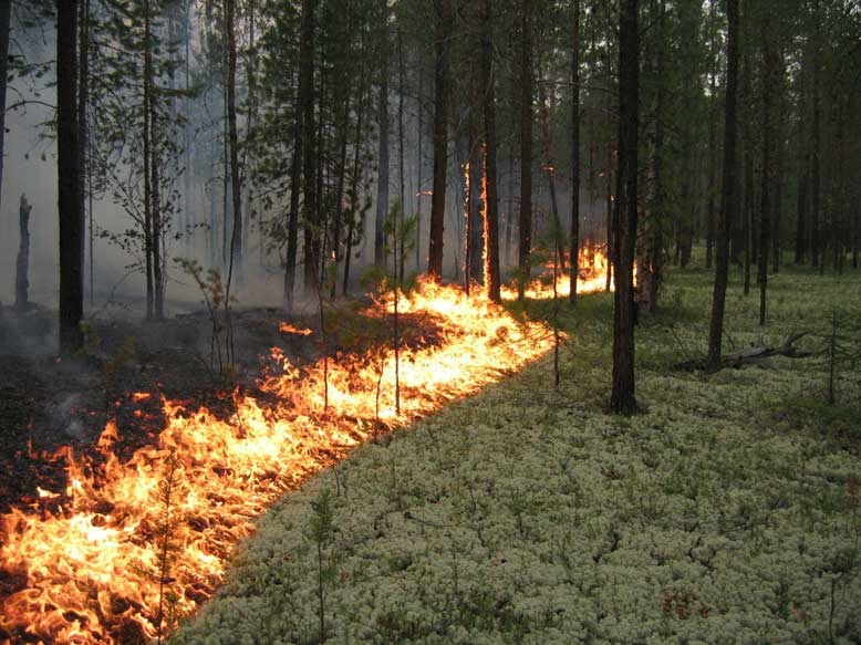 В Марий Эл зафиксирована высокая вероятность лесных пожаров