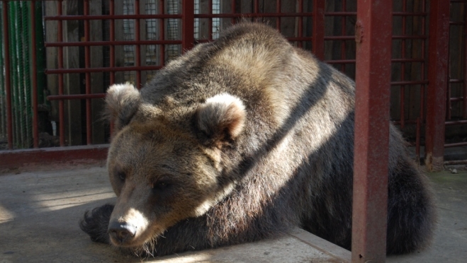 Медведица Дуся из зоопарка Марий Эл снова впала в спячку