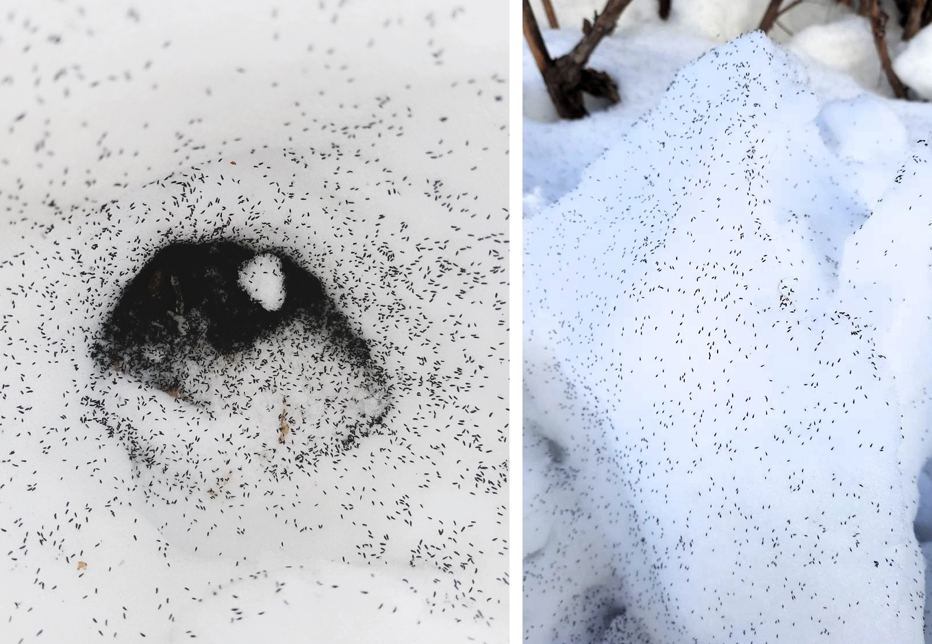 Тысячи снежных блох замечены в Национальном парке  «Марий Чодра»