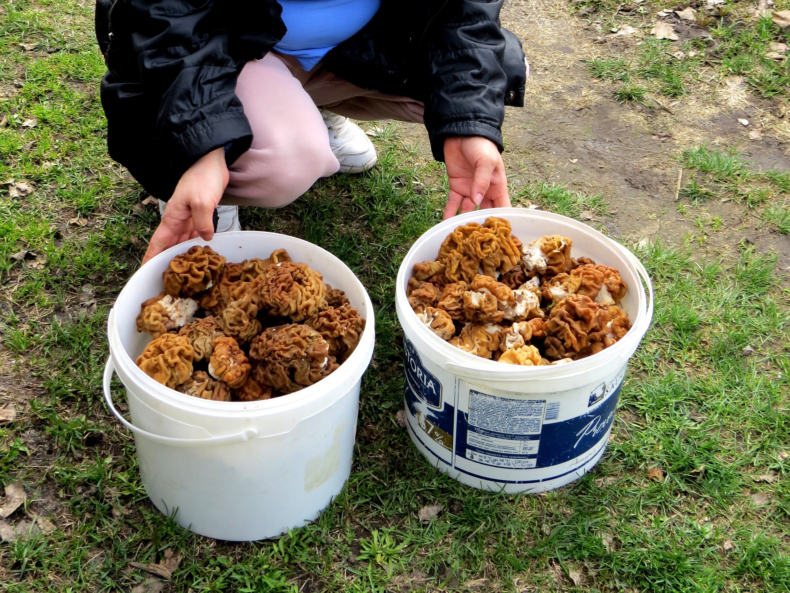 Жители Марий Эл собрали первые грибы этого сезона