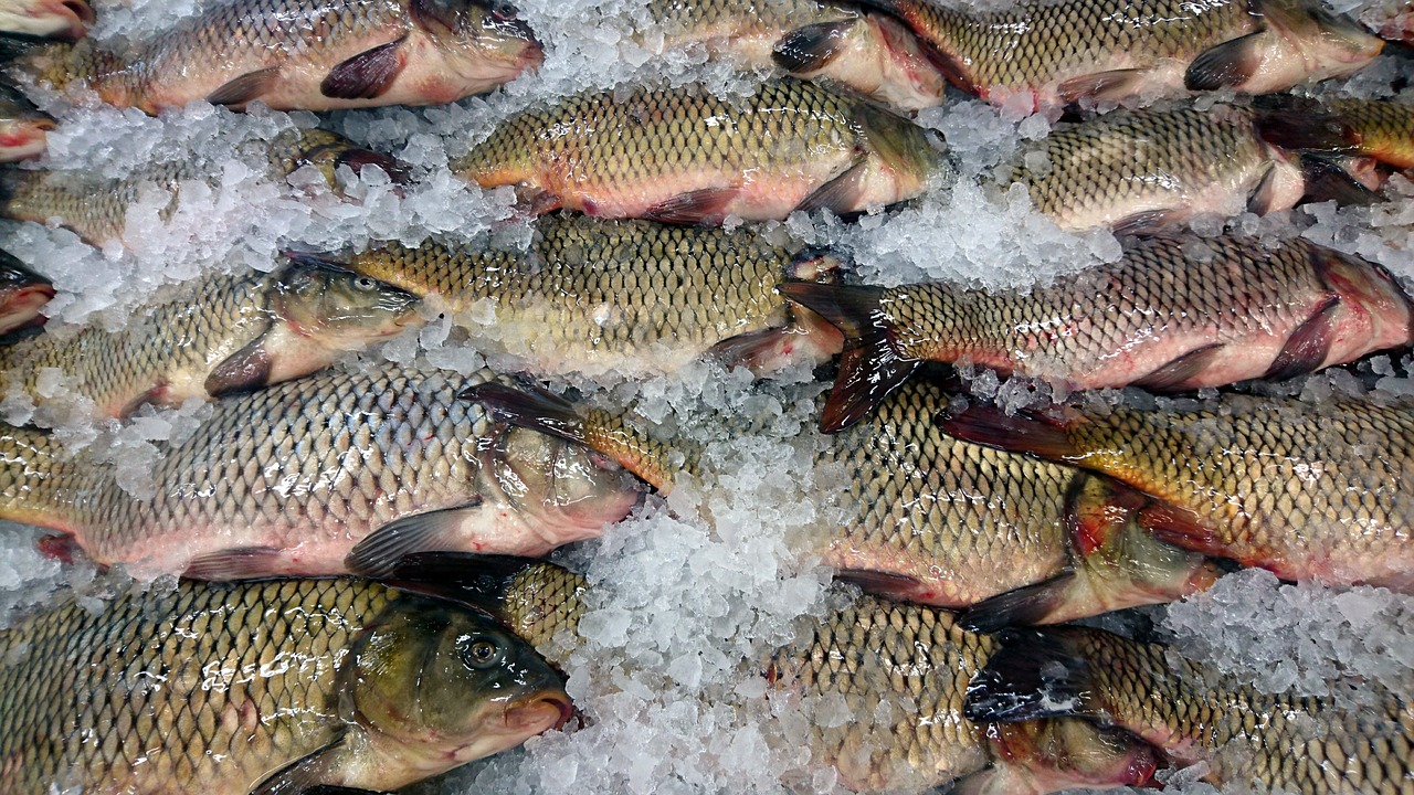 В Марий Эл проверили на качество рыбу и морепродукты