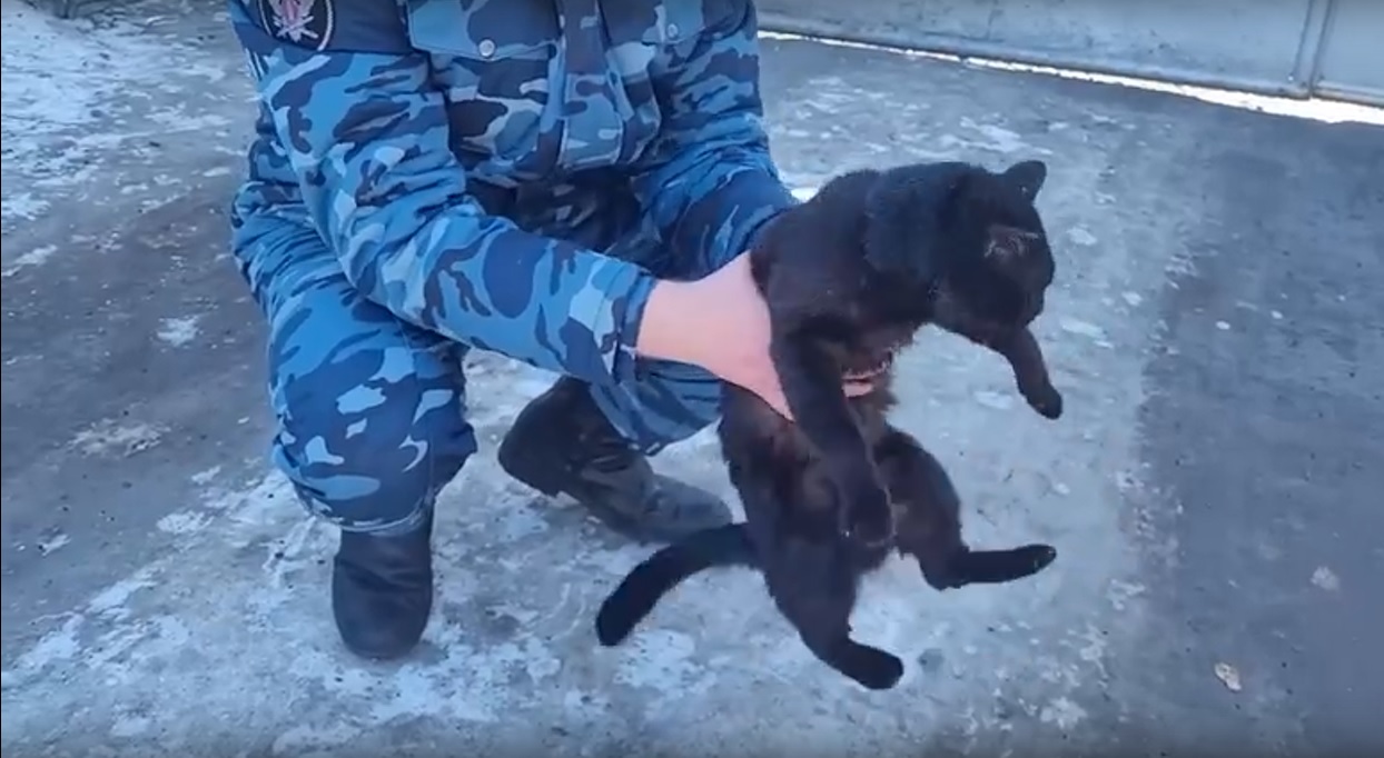 В Казани сотрудники колонии задержали кошку-наркокурьера