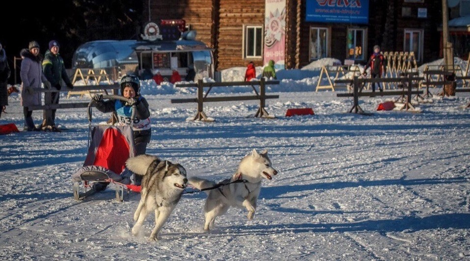Спортсмены из Марий Эл примут участие в гонке на собачьих упряжках в Татарстане