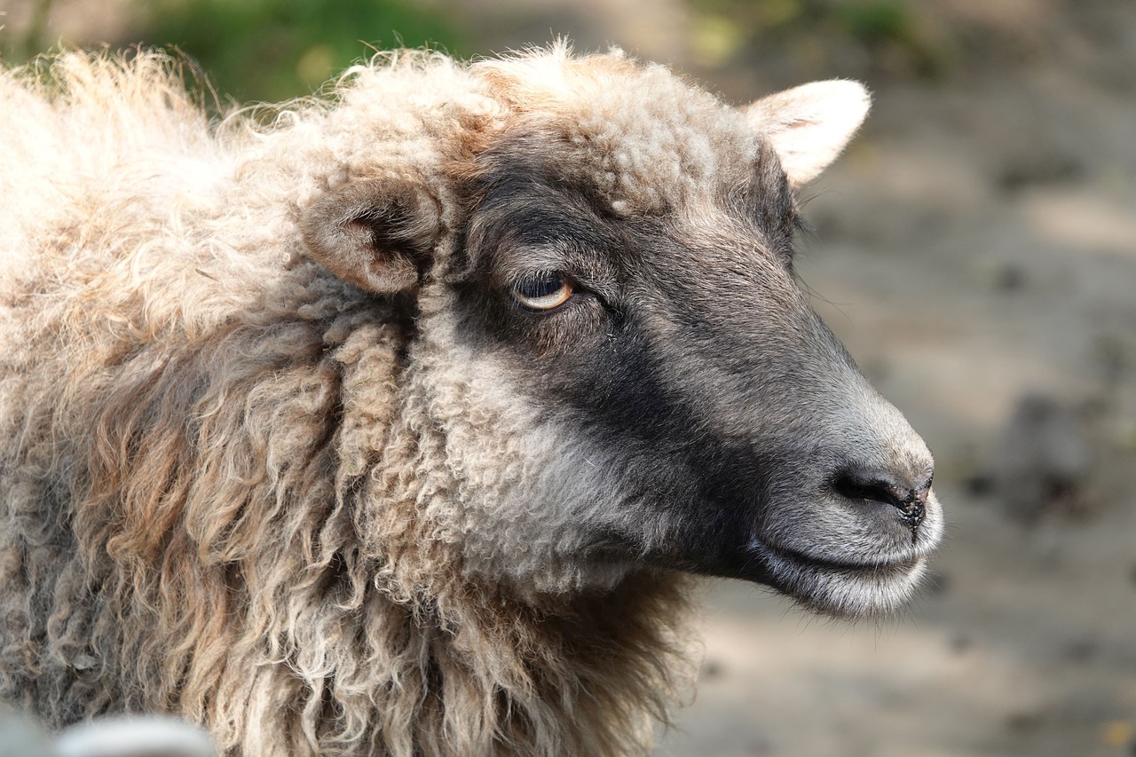 Жители Марий Эл похитили овец, чтобы заняться с ними овцеводством
