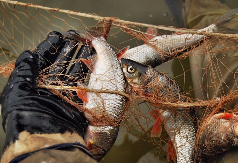 В Марий Эл задержали двух рыбаков-браконьеров