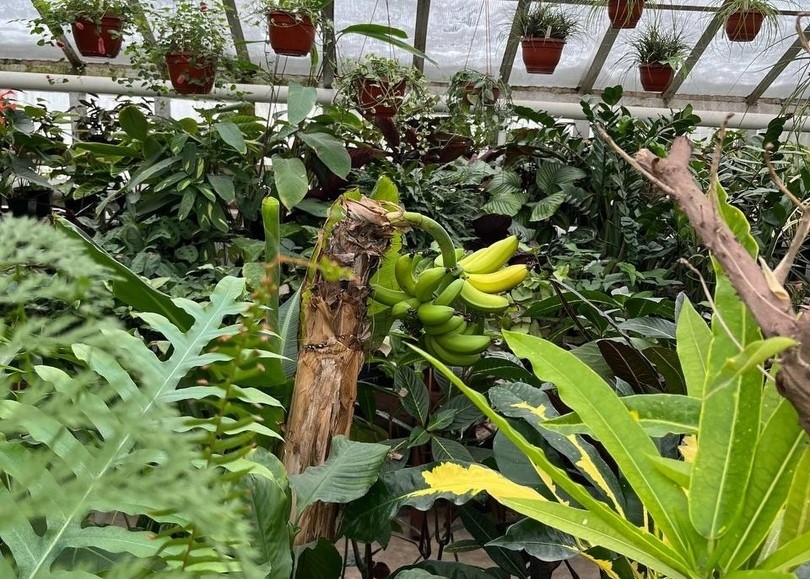В оранжерее Ботанического сада-института ПГТУ начали созревать бананы 