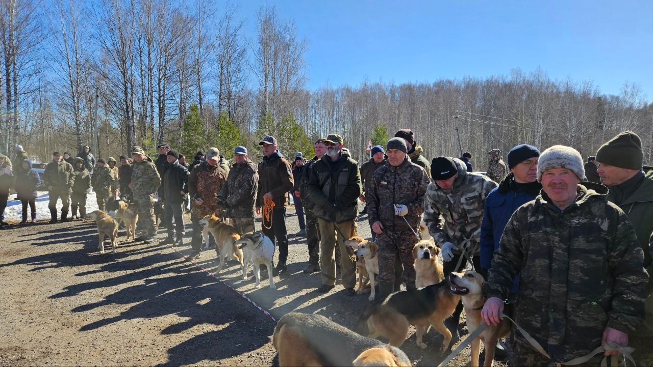 110 охотничьих собак участвовали в XVI Марийской республиканской выставке 
