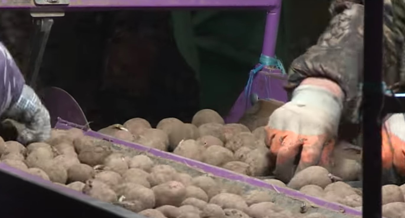 Для посевной в Марий Эл требуется 7,7 тыс. тонн семян картофеля 